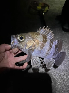 シロメバルの釣果