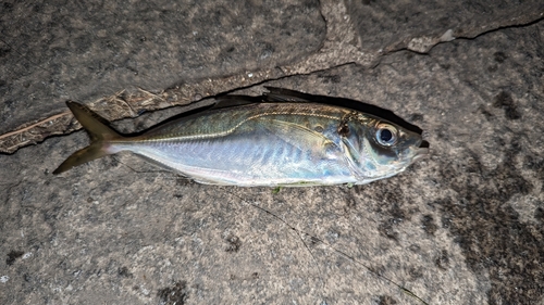 マアジの釣果