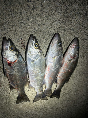 カマスの釣果