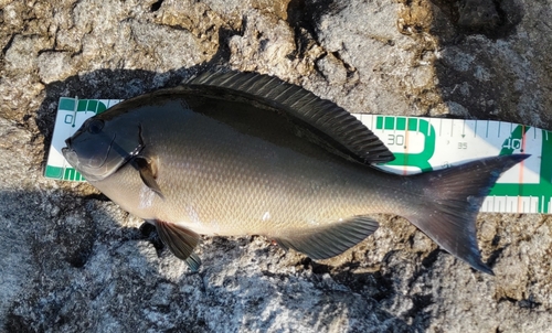 メジナの釣果