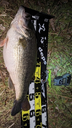 ブラックバスの釣果