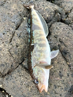 ホッケの釣果