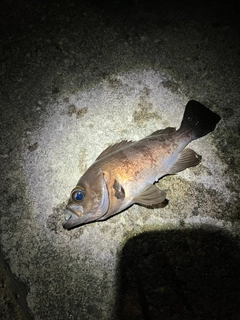 シロメバルの釣果