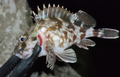 ガシラの釣果