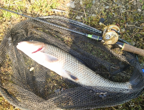 ニゴイの釣果