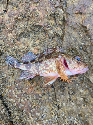 カサゴの釣果