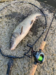 ニゴイの釣果