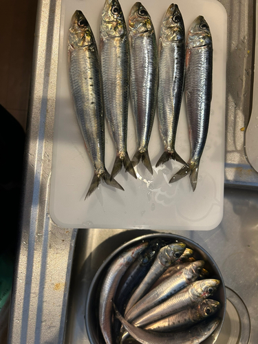 イワシの釣果