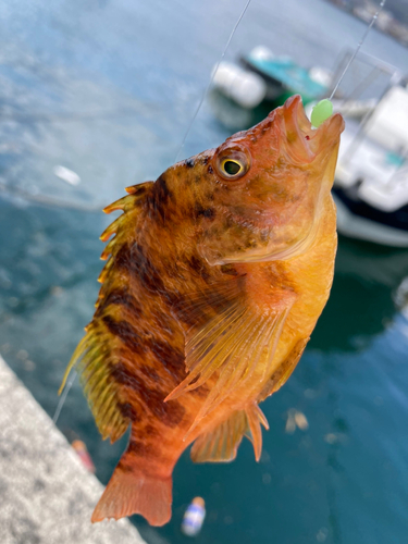 カサゴの釣果