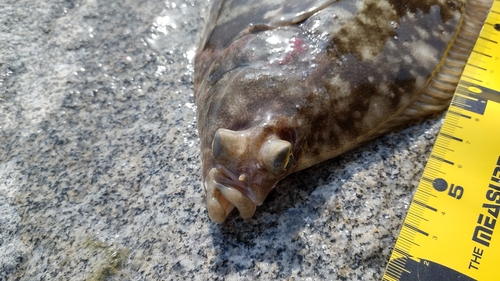 カレイの釣果