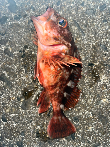 シロメバルの釣果