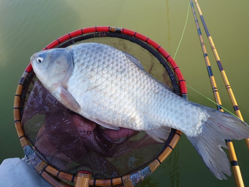 ヘラブナの釣果