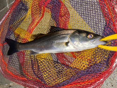 スズキの釣果