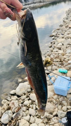 ニホンナマズの釣果