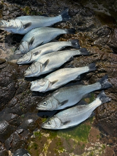 ヒラスズキの釣果