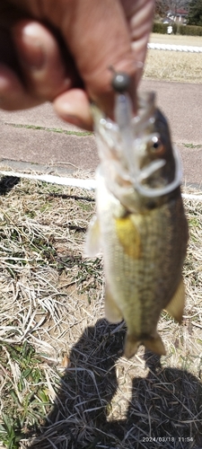 ブラックバスの釣果