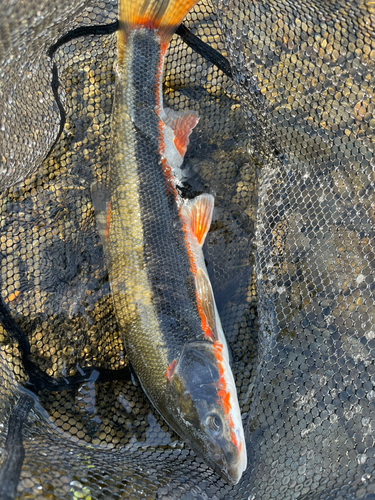 マルタウグイの釣果