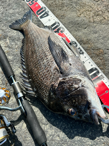 チヌの釣果