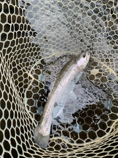 ホウライマスの釣果