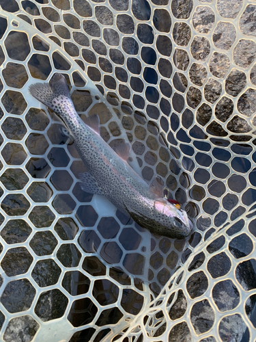 ニジマスの釣果