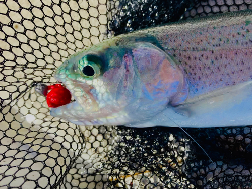 ニジマスの釣果