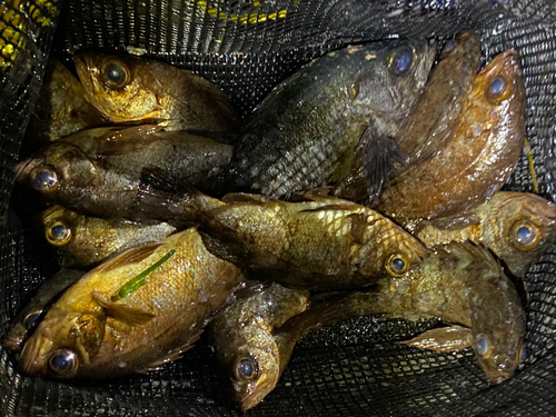 メバルの釣果