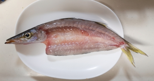 カマスの釣果