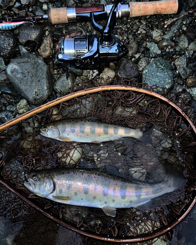 ヤマメの釣果