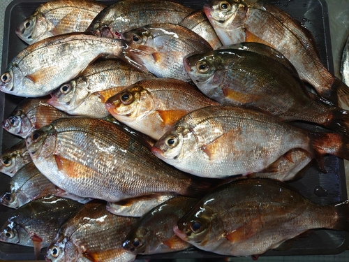 ウミタナゴの釣果