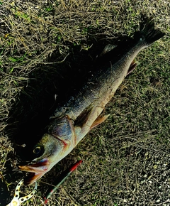 マルスズキの釣果