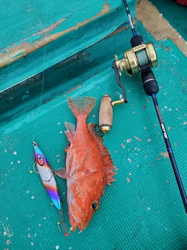 ユメカサゴの釣果