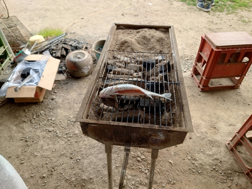 ニジマスの釣果