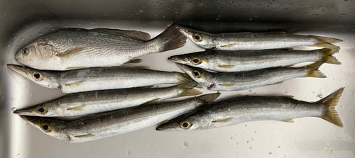 アカカマスの釣果