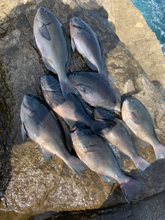 メジナの釣果