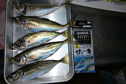 アジの釣果