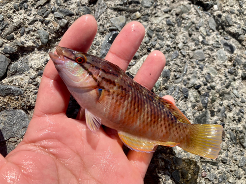 アカササノハベラの釣果