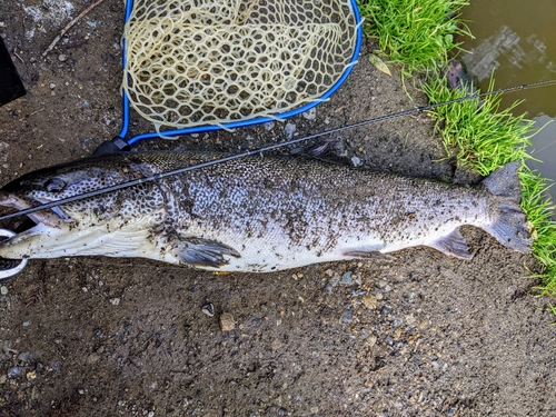 イトウの釣果