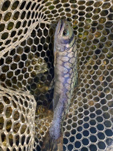 サクラマスの釣果