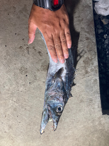 タチウオの釣果