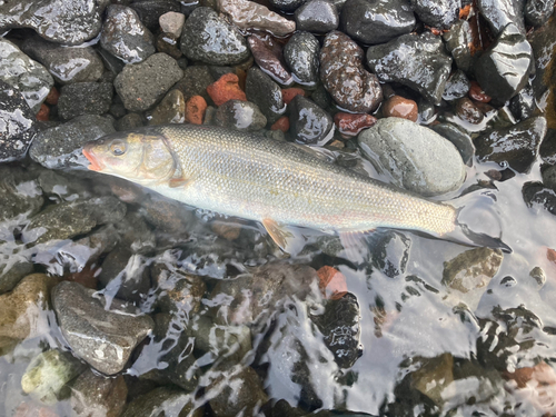 ウグイの釣果