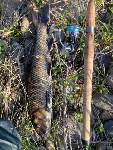 ニゴイの釣果