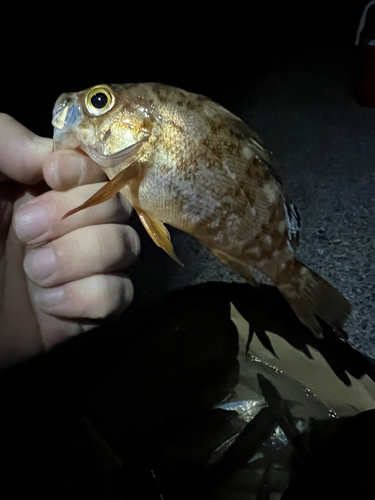 シロメバルの釣果