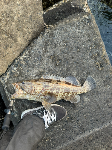 チャイロマルハタの釣果