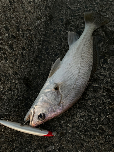 オオニベの釣果