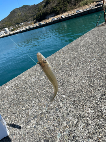 シロギスの釣果