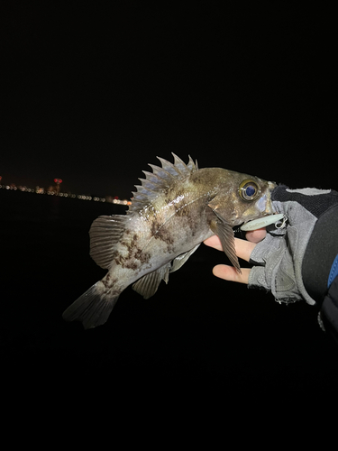 シロメバルの釣果