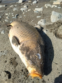 コイの釣果