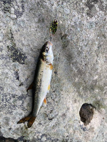 ウグイの釣果