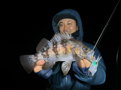 シロメバルの釣果