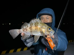 シロメバルの釣果